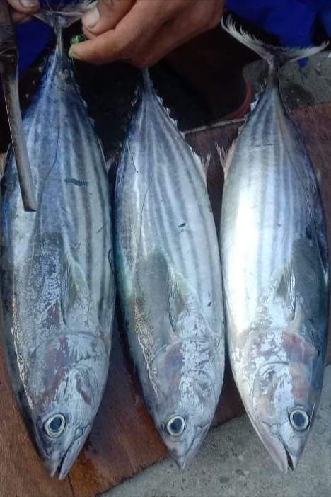 Skipjack Tuna for Canning Industry