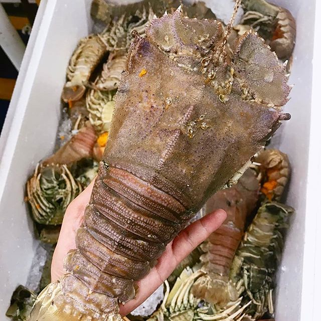 Slipper Lobster Commercial Grade