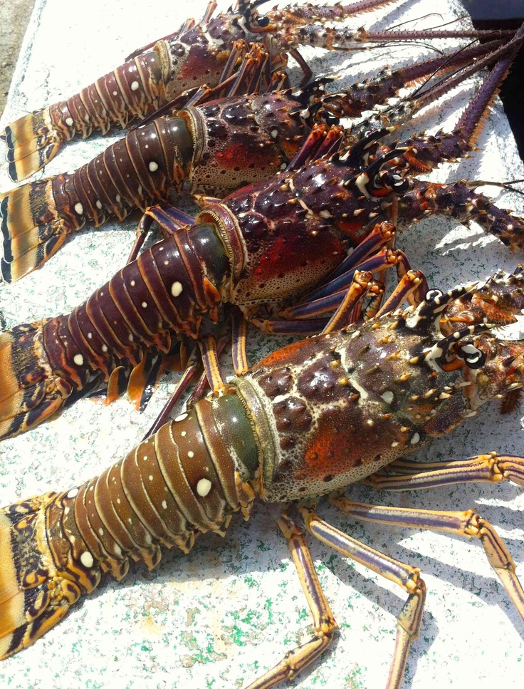 Spiny Lobster Tails for Export